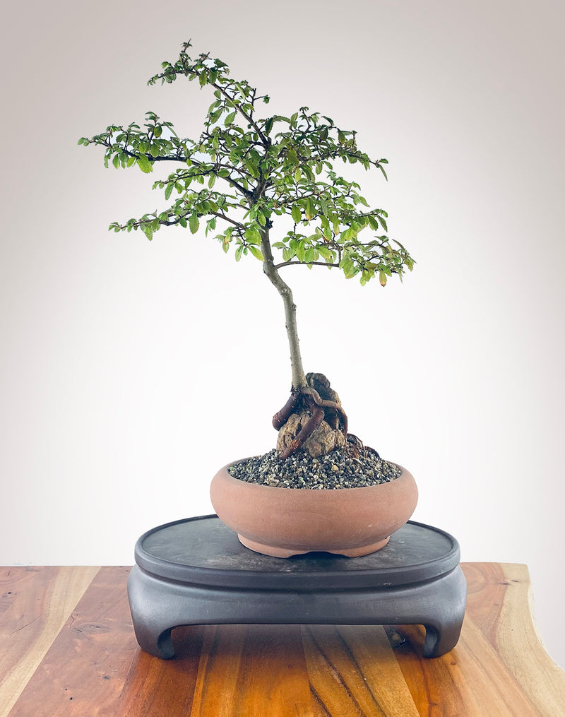 CHINESE ELM (ROOT ON ROCK)