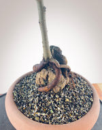 CHINESE ELM (ROOT ON ROCK)