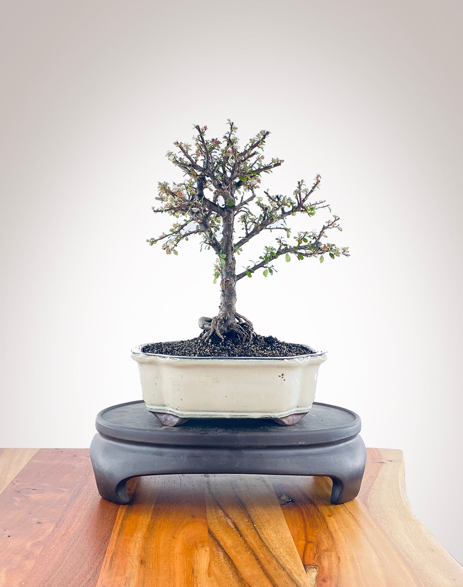 Cotoneaster (CT2211033) MiniGardens Bonsai NZ