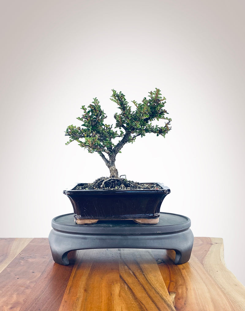 Cotoneaster (CT2301002) MiniGardens Bonsai NZ