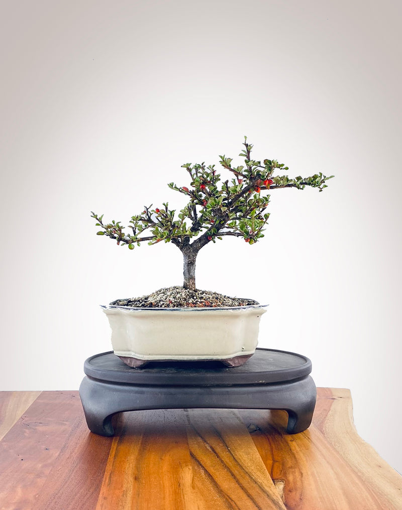 Cotoneaster (CT2303001)