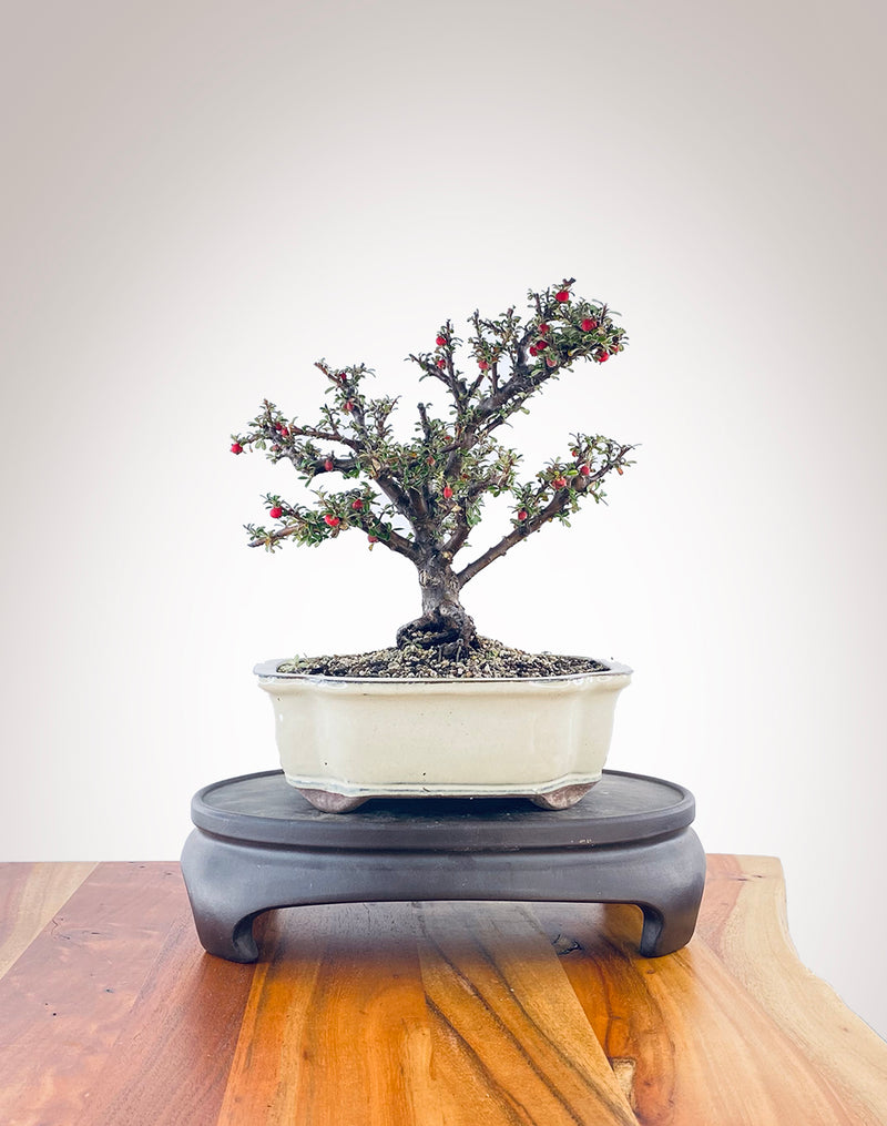 Cotoneaster (CT2303008)