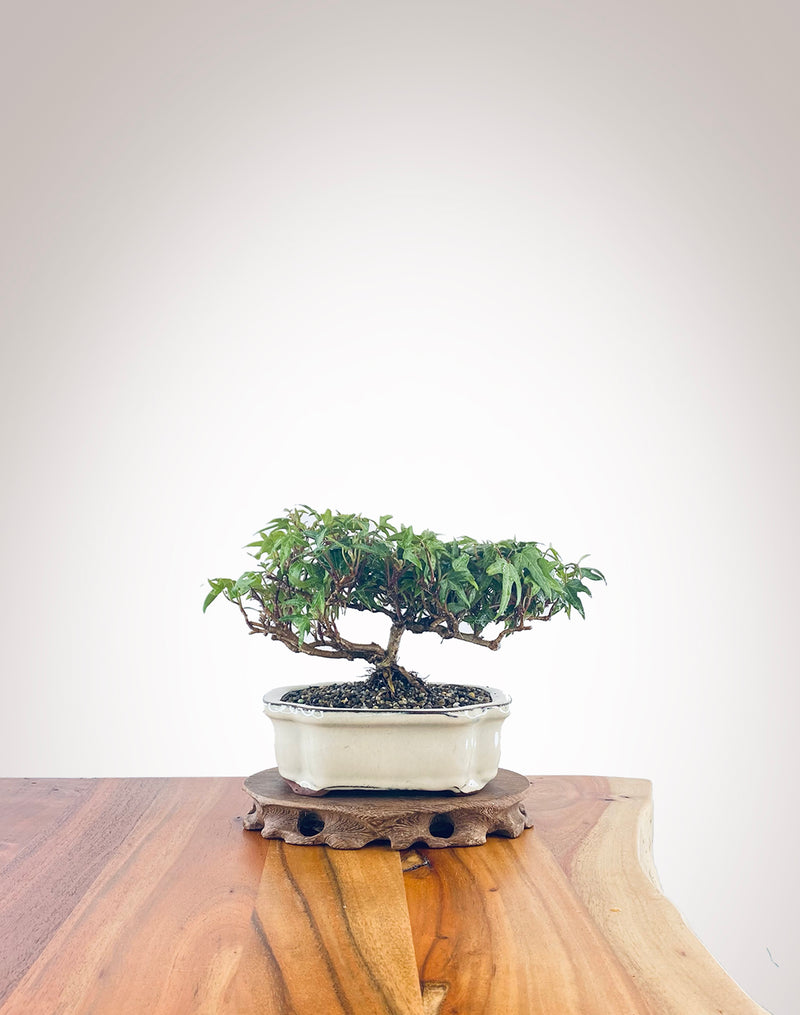 English Ivy (EI2210003)