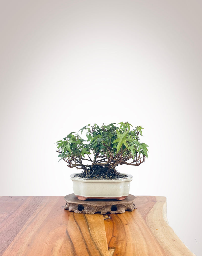 English Ivy (EI2210007)