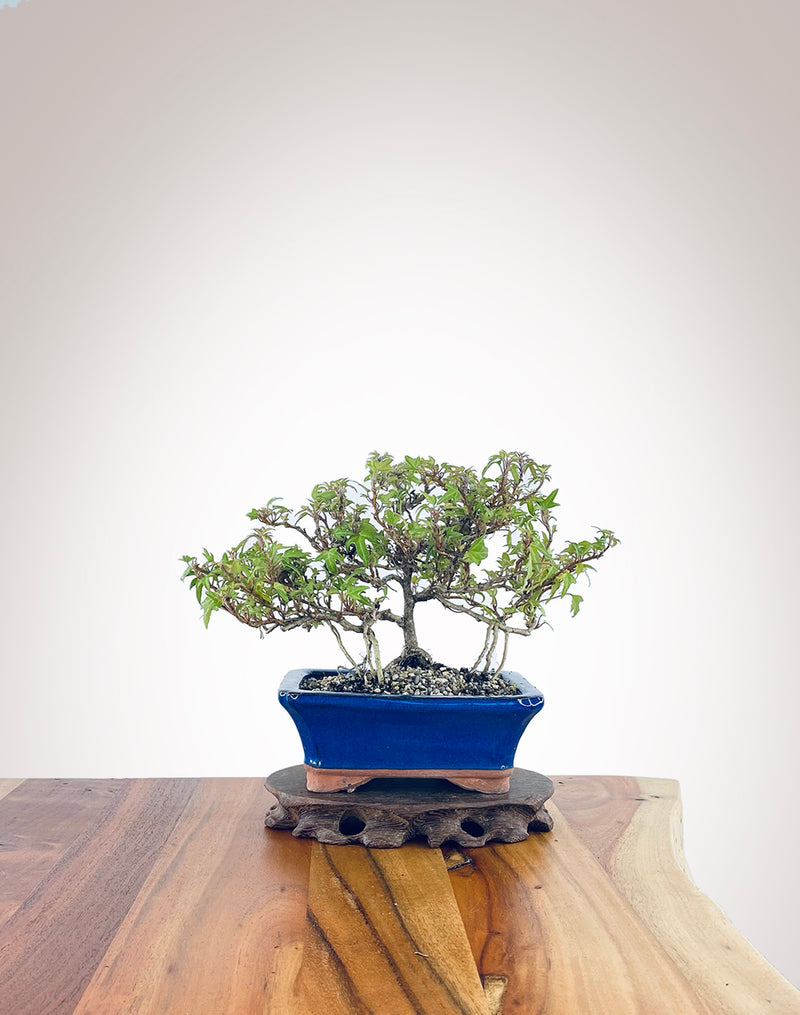 English Ivy (EI2301007)