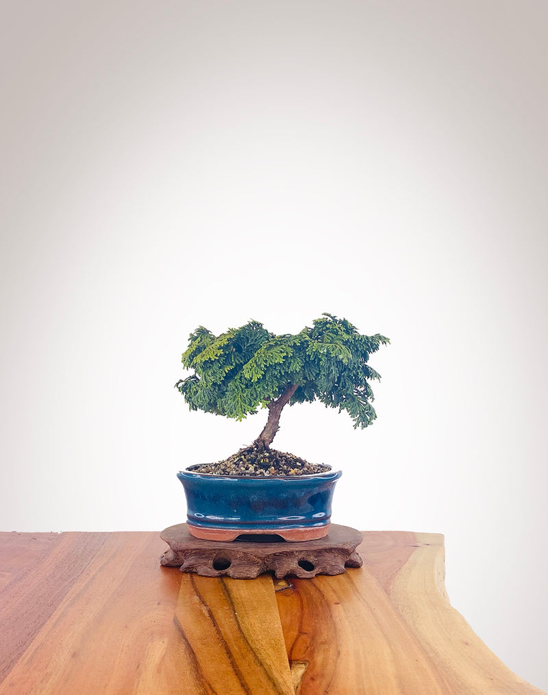 Japanese Cypress (HC2205003)