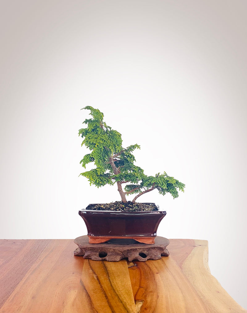 Japanese Cypress (HC2205005)