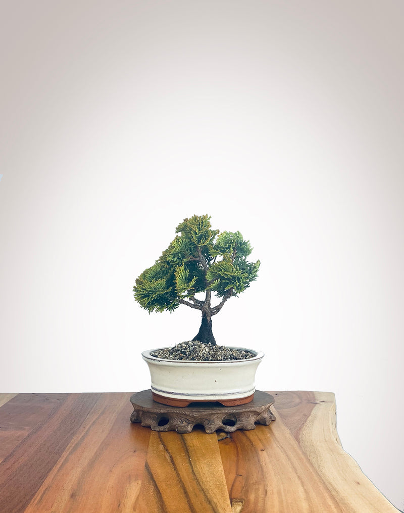 Japanese Cypress (HC2210011)