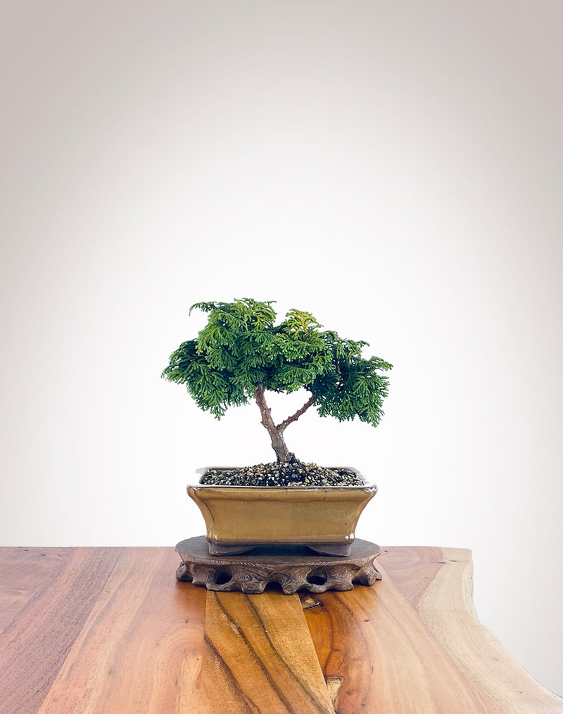 Japanese Cypress (HC2211013)
