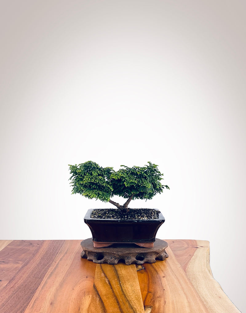 Japanese Cypress (HC2211019)