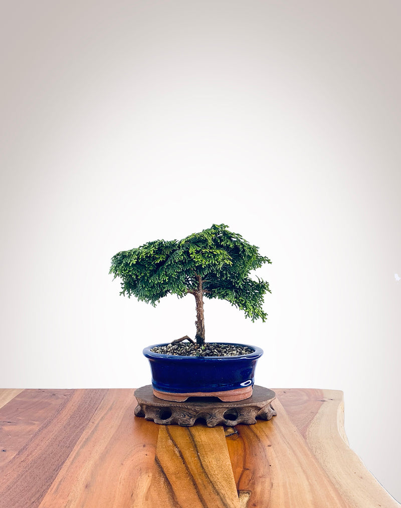 Japanese Cypress (HC2211028)