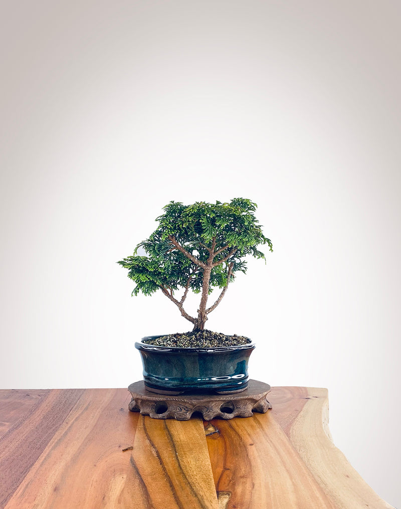 Japanese Cypress (HC2212019)