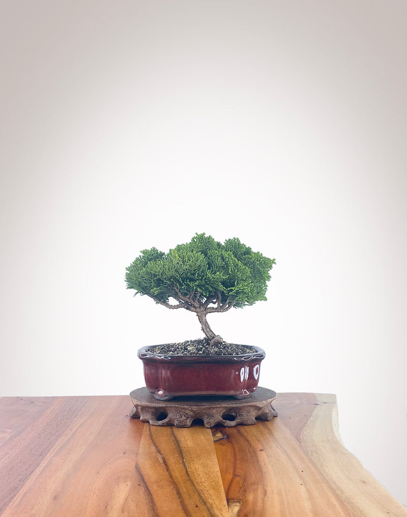 Japanese Cypress (HC2302002)