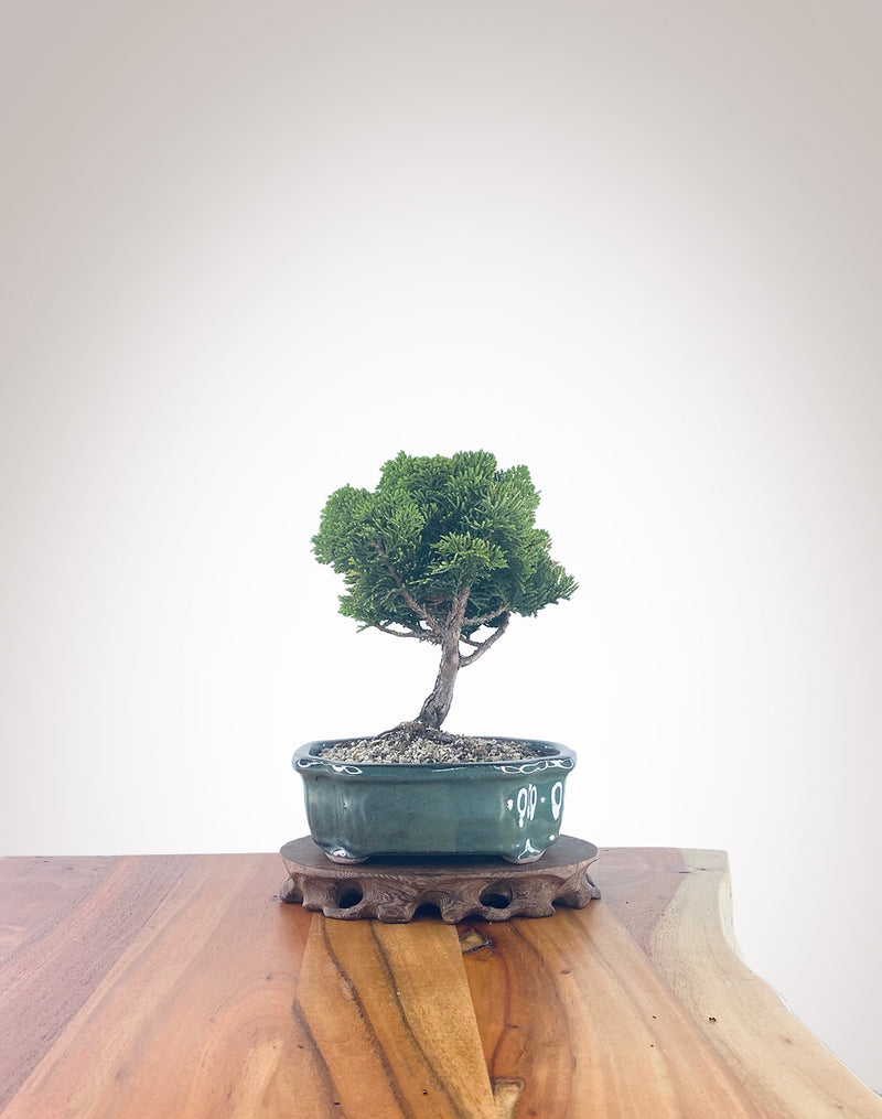 Japanese Cypress (HC2302005)