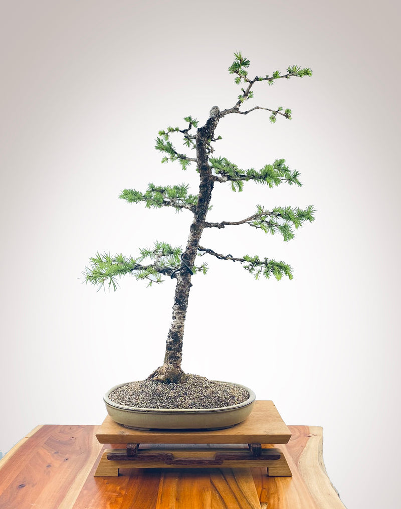 JAPANESE LARCH (JL2210001) MiniGardens Bonsai NZ
