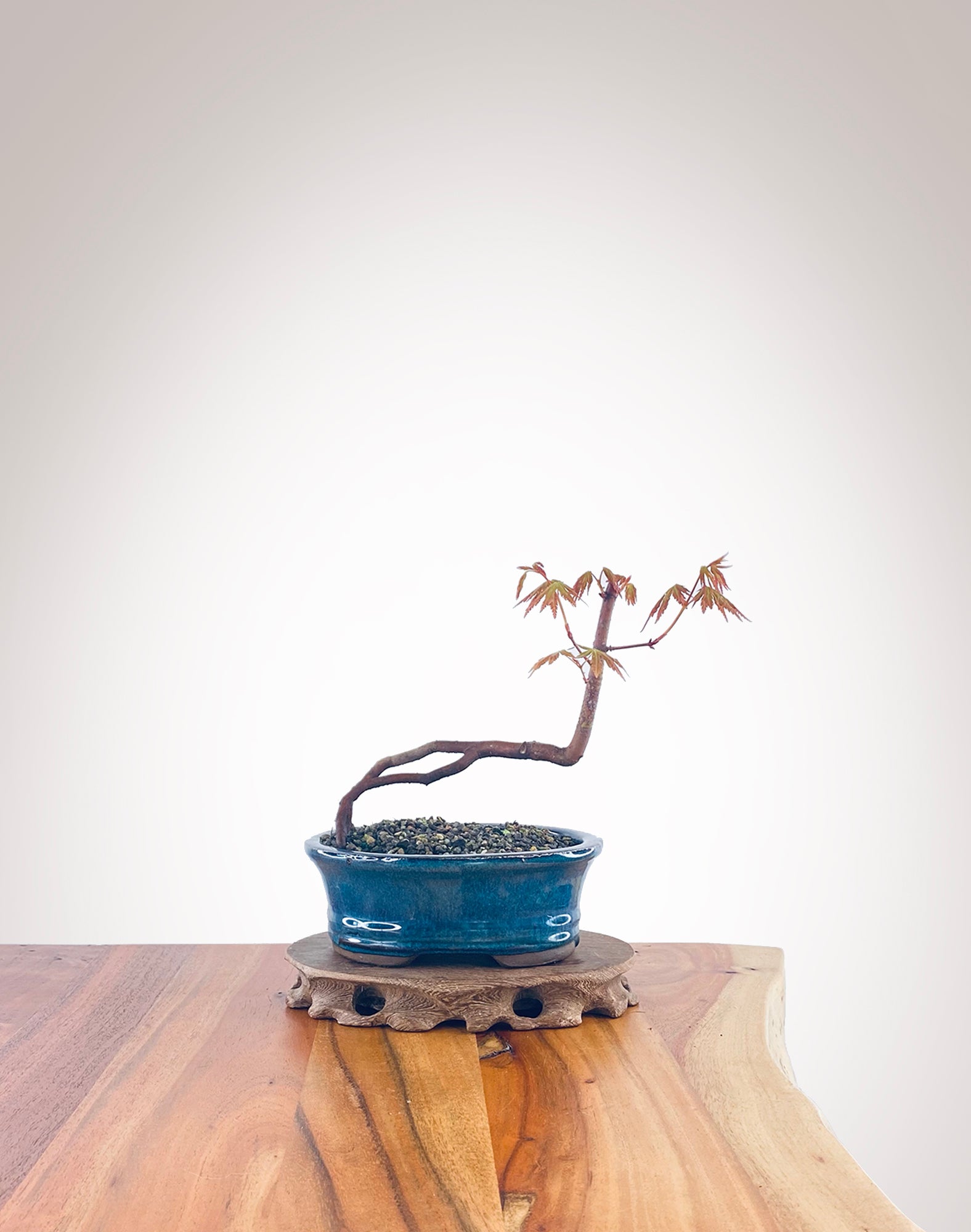Japanese Maple (JM2210008) – MiniGardens Bonsai NZ