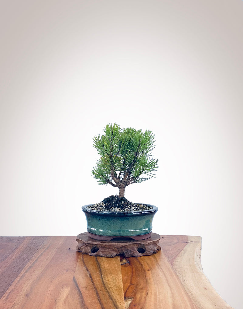 Mugo Pine (MP2204005)