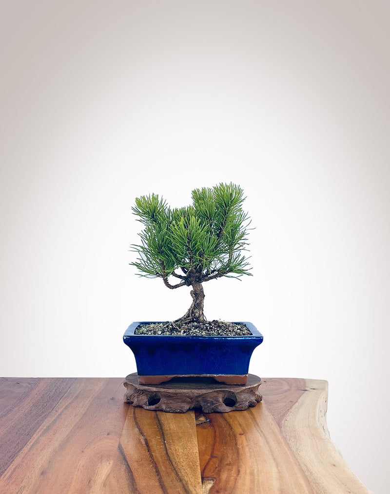 Mugo Pine (MP2204010)