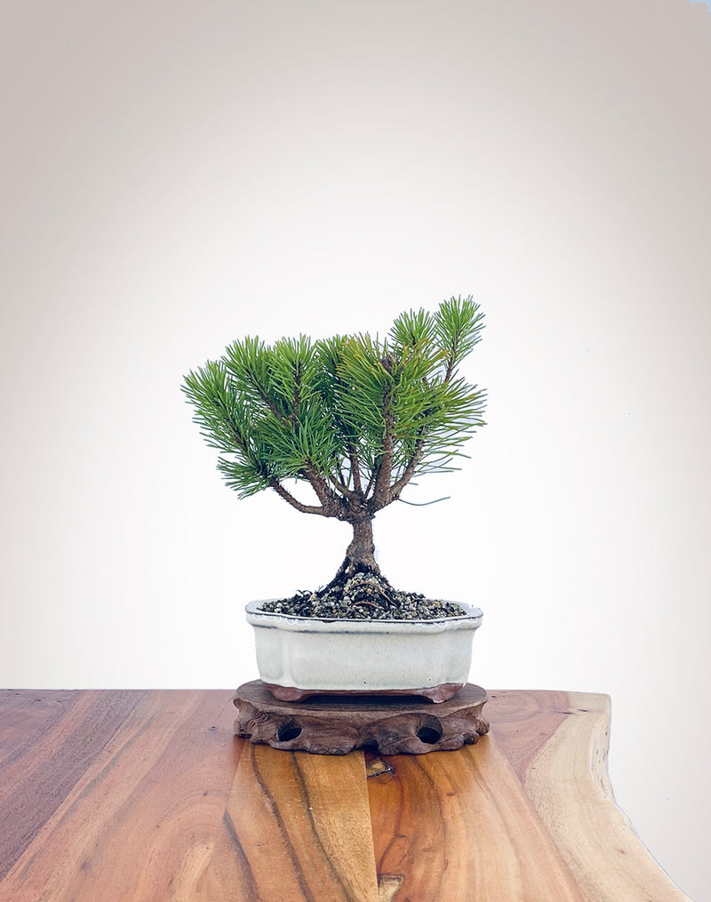 Mugo Pine (MP2204011)