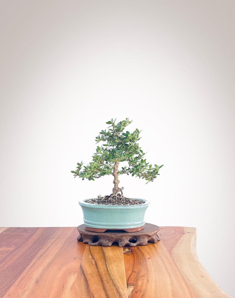 Mirror Tree (MT2208002)