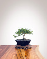 Mirror Tree (MT2208003)