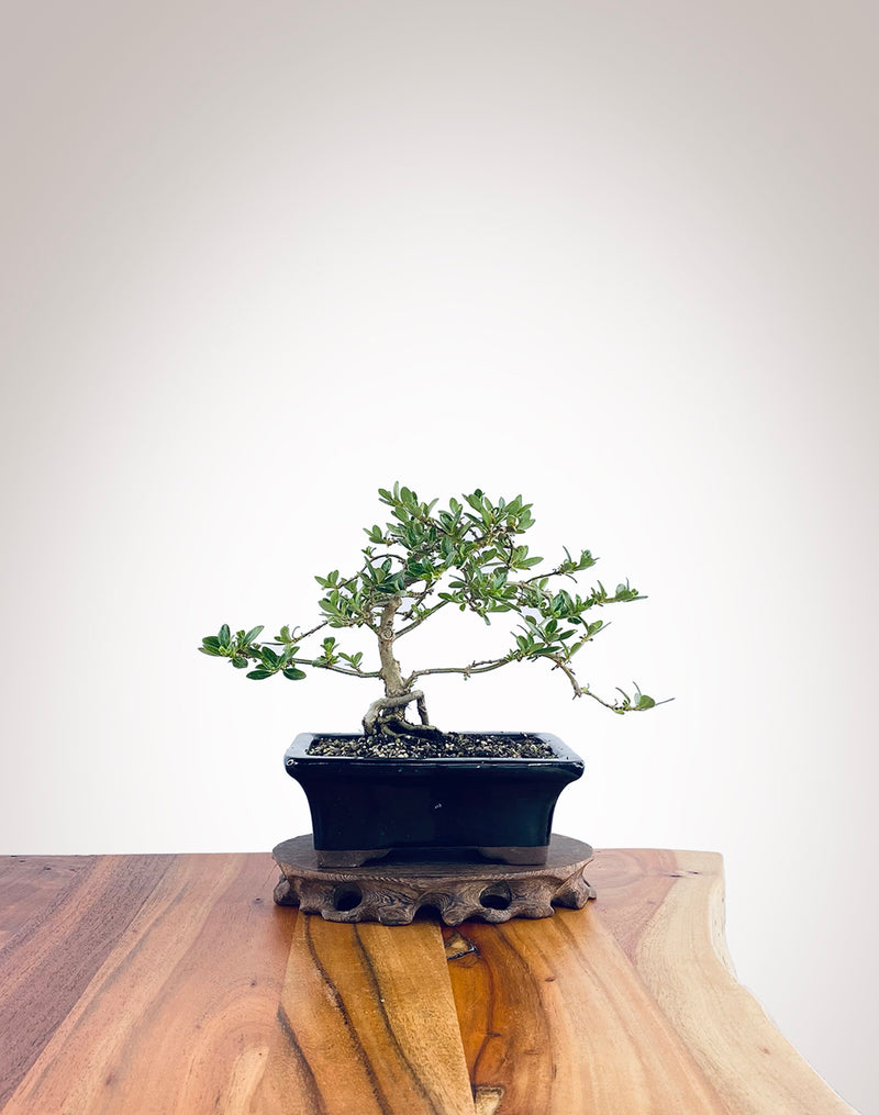 Mirror Tree (MT2212001)