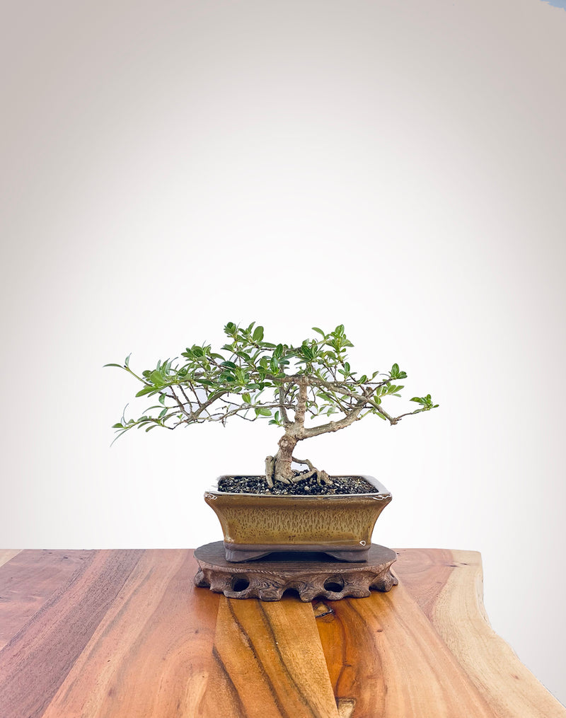 Mirror Tree (MT2303006)