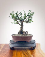 CHINESE ELM (CE2211001)