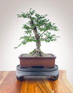 CHINESE ELM (CE2211002)