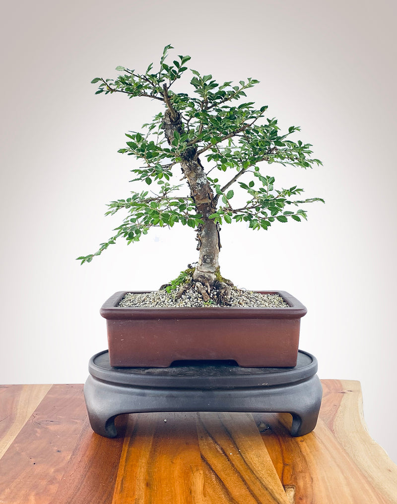 CHINESE ELM (CE2211002)