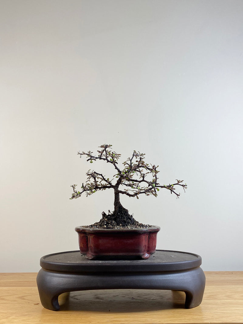 COROKIA - NZ NATIVE (CK201104)