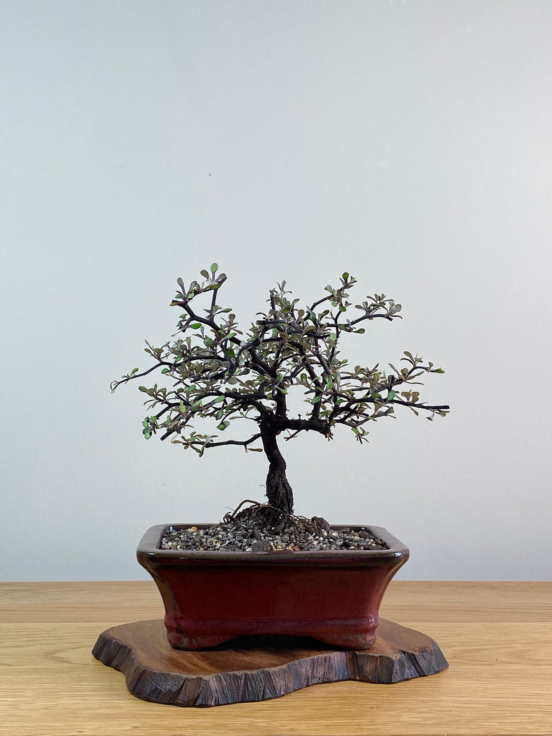 COROKIA - NZ NATIVE (CK2101007)