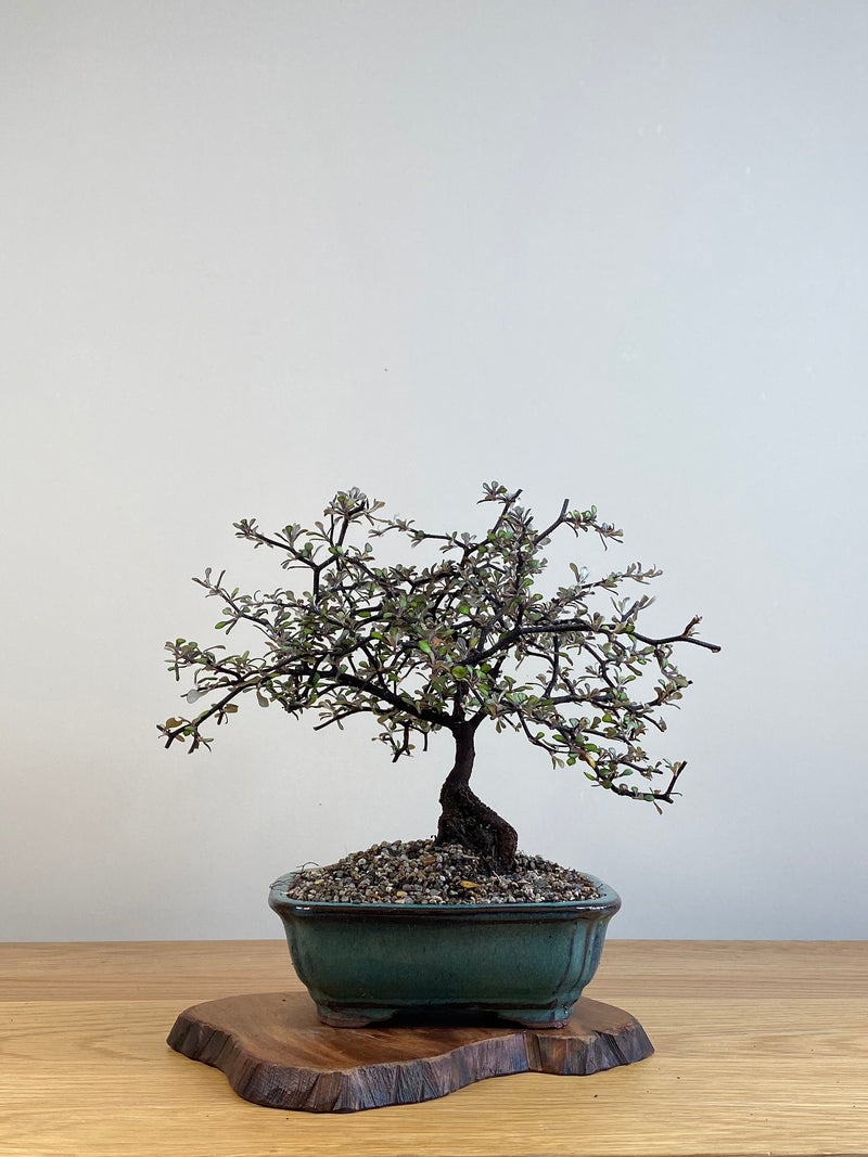 COROKIA - NZ NATIVE (CK2101028)