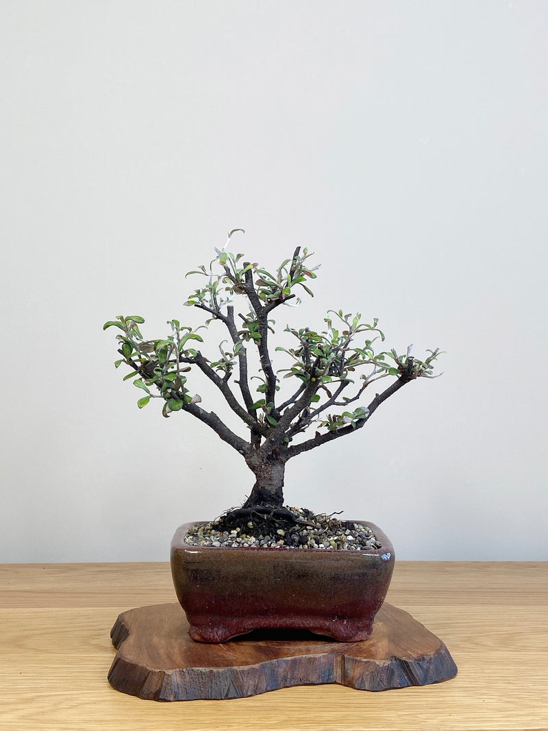 COROKIA - NZ NATIVE (CK2104029)