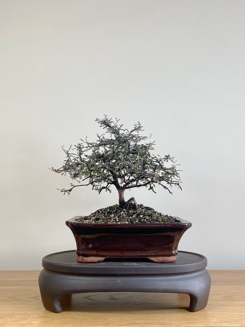 COROKIA - NZ NATIVE (CK2106003)