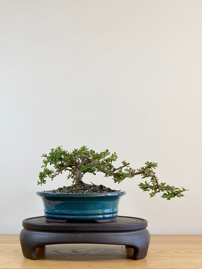 MIRROR TREE - NZ NATIVE (CP2104004)