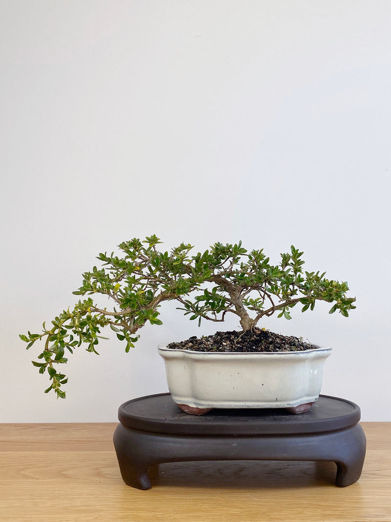 MIRROR TREE - NZ NATIVE (CP2105003)