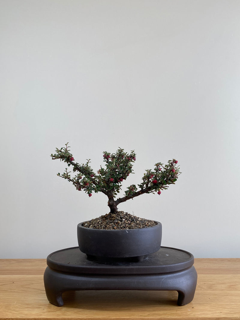 COTONEASTER (CT01001) - MiniGardens NZ
