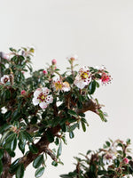 COTONEASTER (CT08005)