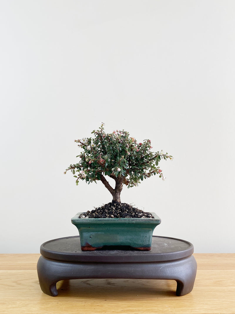 COTONEASTER (CT08013)
