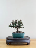 COTONEASTER (CT08016)