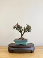 COTONEASTER (CT09001)