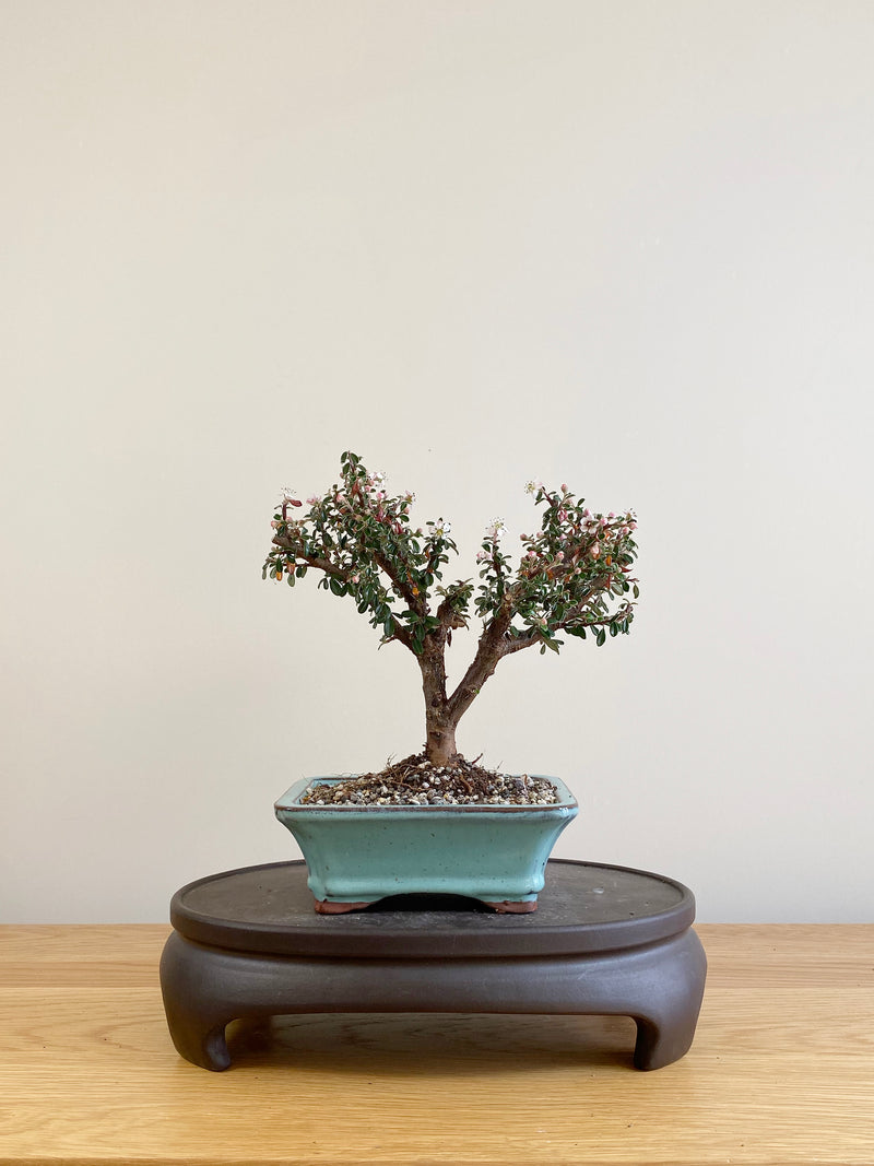 COTONEASTER (CT09001)