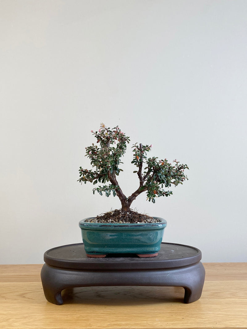 COTONEASTER (CT09003)