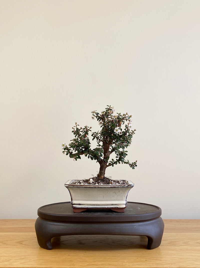 COTONEASTER (CT09005)