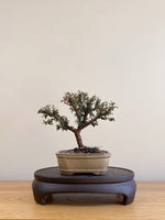 COTONEASTER (CT09006)
