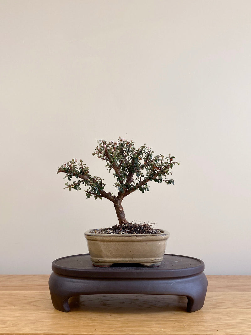 COTONEASTER (CT09006)
