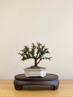 COTONEASTER (CT09007)