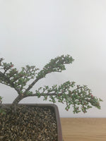 COTONEASTER (CT12002) - MiniGardens NZ