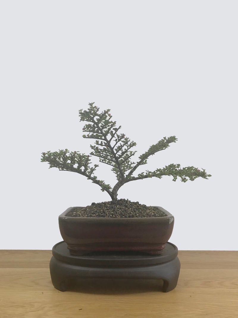 COTONEASTER (CT12002) - MiniGardens NZ